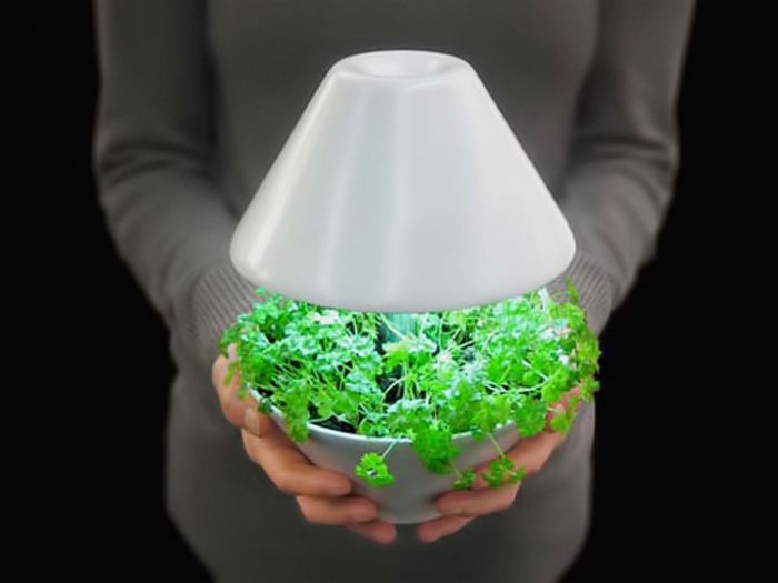 Почему свет так важен для растений