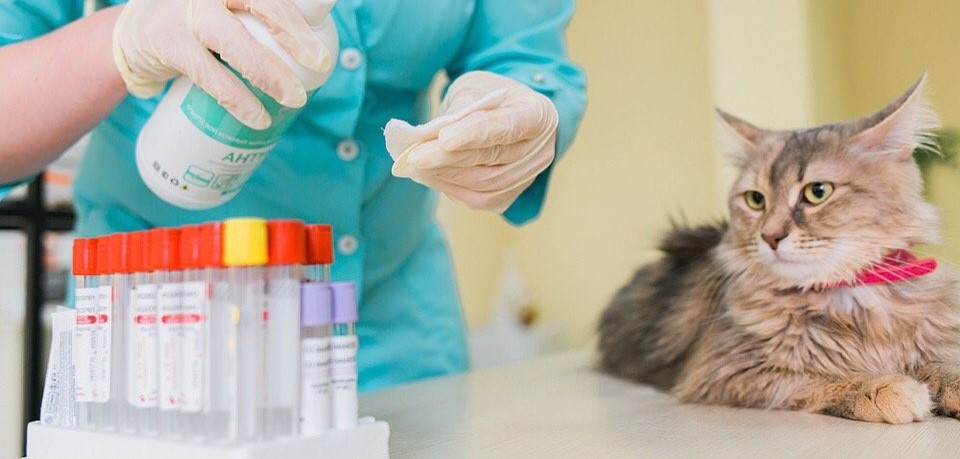 Ветеринарные Анализы Крови для Кошек